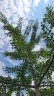 Ginkgo �. 13 v ulici Jaroslava Foglara v Praze