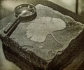 Ginkgo - symbol slovensk�ch skaut�